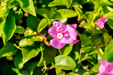Bougainvillea or paper flower , pink paper flower or fuchsia color flower
