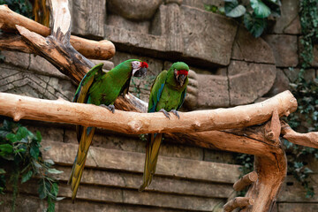 Cool green macaw parrots are sitting like a couple, in love. meme. Guilty. husband.