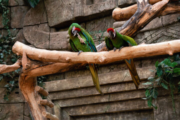Beautiful green macaws are sitting on a branch with their paws raised in greeting.