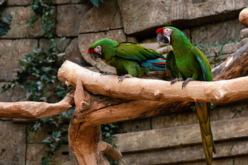 A pair of green Macaw parrots on a perch in a greenhouse, close-up
