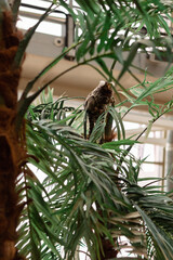 White-eared dwarf igrunka. Cute little monkey.