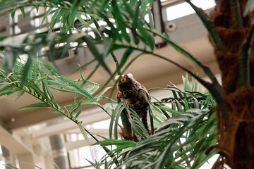 White-eared dwarf igrunka. Cute little monkey