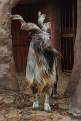 A beautiful brutal screw-horned goat with weed in his mouth. full-length