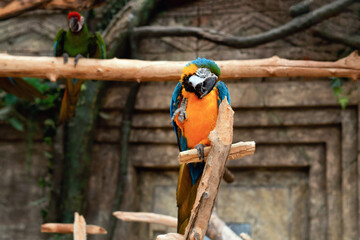 A beautiful blue macaw parrot sitting on a branch with its paw raised in greeting.