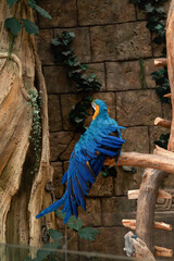 A beautiful blue macaw parrot sitting on a branch with its back to the camera in a beautiful greenhouse. zoo. Resentment