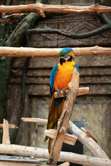 Beautiful blue macaw parrot in full height, sitting on a branch in an African interior