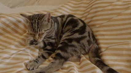Tabby cat grooming itself while lying in bed