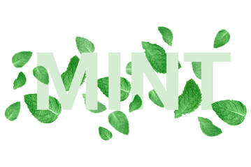Fresh mint word composition with herbal leaf levitation on transparent background.