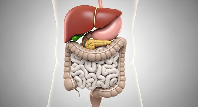 Human Digestive System Anatomy Detailed Illustration Internal Organs Liver Stomach Intestines Colon Gallbladder Pancreas Medical Science Healthcare Organism Diagram