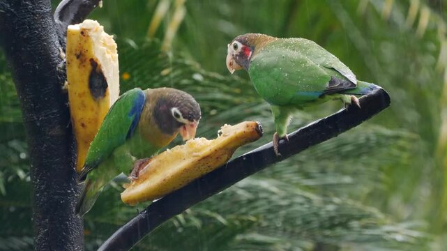brown-hooded parrots at feeder in tropical rain  222