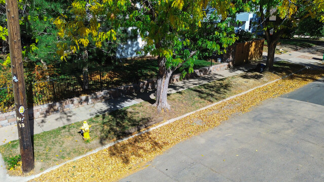 Dried honey locust leaves line a quiet Denver sidewalk beneath a fading canopy. A yellow fire hydrant, utility pole, and fenced yard add municipal texture to this late-season residential scene