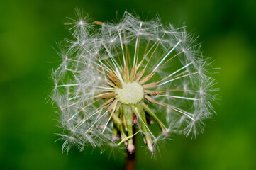 Close-up of dandelion with half of seeds blown away by wind