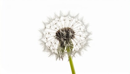 Close-up of mature dandelion seed head with feathery pappi and green stem on white background for editorial botanical photography seed dispersal and poetic transience-themed visuals
