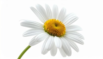 White daisy flower with yellow central disc and symmetrical petals on white background for editorial botanical photography minimalist decor and poetic purity-themed visuals