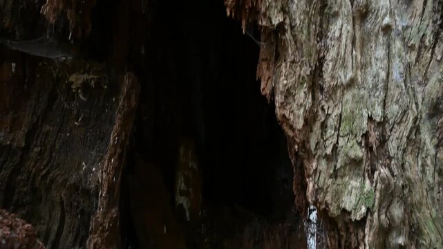 massive blue tier Kauri tree standing along a hiking path through the virgin rain forest of Tasmania.