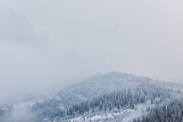 Winter Scene, View of the Snowy Pine Forest in the Mountains