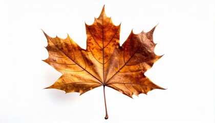 Fototapeta premium Autumn maple leaf with rich brown-orange coloration and visible vein structure on white background for editorial seasonal photography botanical decor and poetic transition-themed visuals