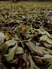 Lots of fallen European ash tree leaves on the ground in October.