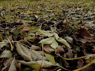 Lots of fallen European ash tree leaves on the ground in October.
