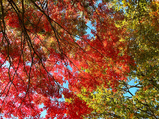 色鮮やかなモミジ