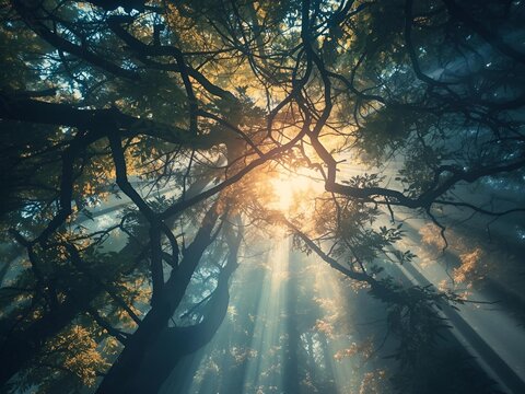 Misty forest sunset with sun rays through the trees