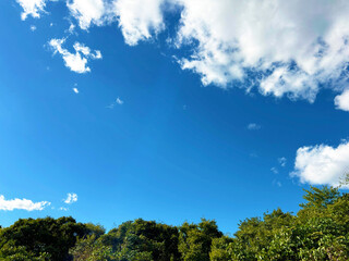 Obraz premium 青空と木々