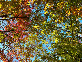 華やかなモミジ