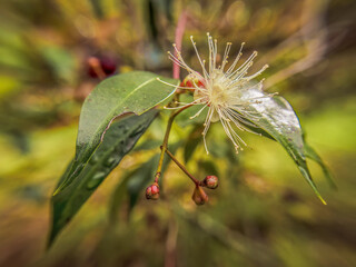 The singular flower of the Eugenia tree, and some leaves; wide angle macrophotography captured in a garden in the eastern Andean mountains of central Colombia, near the town of Villa de Leyva.