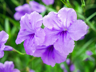 Obraz premium Ruellia tuberosa, also known as minnieroot, fever root, snapdragon root and sheep potato, is a species of flowering plant in the family Acanthaceae.