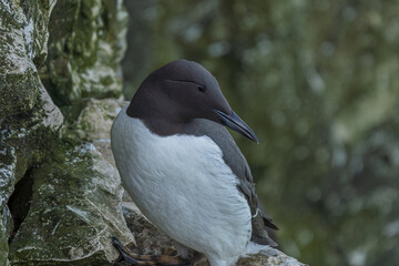 Common Murre Perched on Mossy Rock