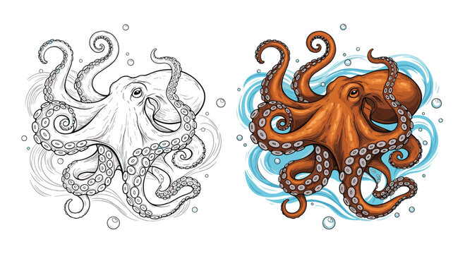 An intricate black and white line drawing of an octopus is shown next to a vibrant full color illustration of the same cephalopod swimming in swirling blue water with bubbles.