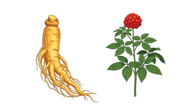 Ginseng plant root and berries showcasing its medicinal properties and growth cycle for natural health enthusiasts.