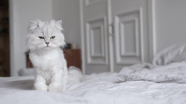 Sleepy long-haired cat with trimmed fur sitting on a bed, slow motion