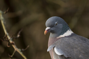 Wood Pigeon Perched in Woodland Light