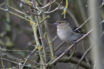 Beige Plumage in Woodland Tangle