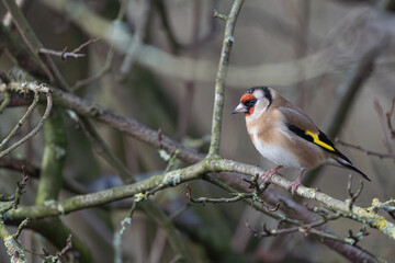 Goldfinch Perched on Mossy Branch
