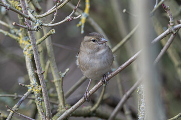 Brown Plumage in Woodland Tangle