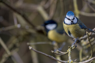 Blue Tit Pair in Woodland Light