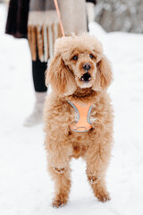 red poodle standing on hind legs and barking on white snow in winter day, dogwalking concept, vertical photo