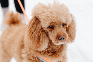 red poodle walking on leash with owner on white snow in winter day, dogwalking concept