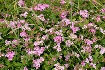 Fototapeta premium Spiraea japonica - Little Princess - an ornamental deciduous shrub used in landscape design