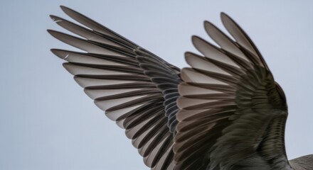 Fototapeta premium Close-up of bird wings in flight against clear sky