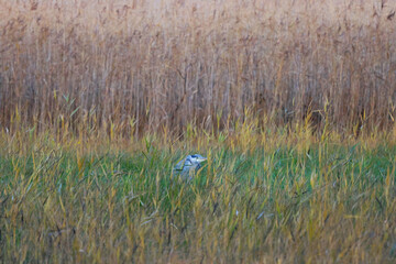 A heron is hiding in a meadow among colorful grass and reeds.