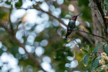 Resting hummingbird in tree