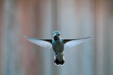 Hummingbird Hovering