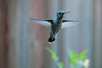 Hummingbird hovering