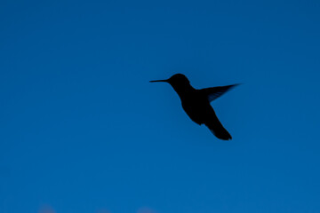 Hummingbird Silhouette 