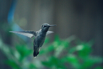 Hummingbird in Flight