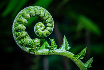 Fresh green fern shoots in a spiral shape. Macro photo