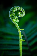 Fresh green fern shoots in a spiral shape. Macro photo © StanleyRevaldo